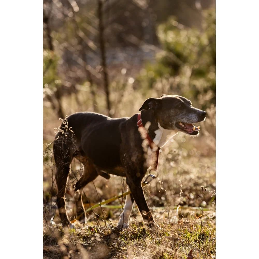 Argeja, female senior Mixed Breed for adoption at Schronisko Bialystok, Białystok