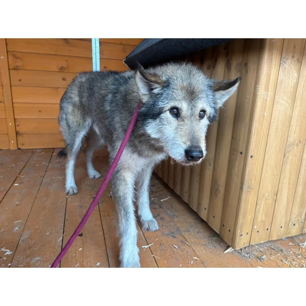 Nowik, male Mixed Breed for adoption at Schronisko Bialystok, Białystok