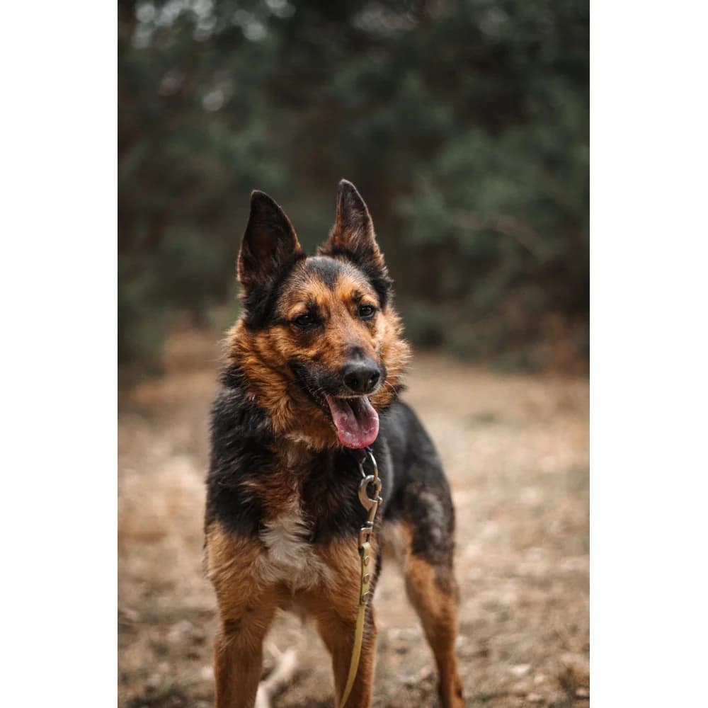 Wolta, female senior Mixed Breed for adoption at Schronisko Bialystok, Białystok