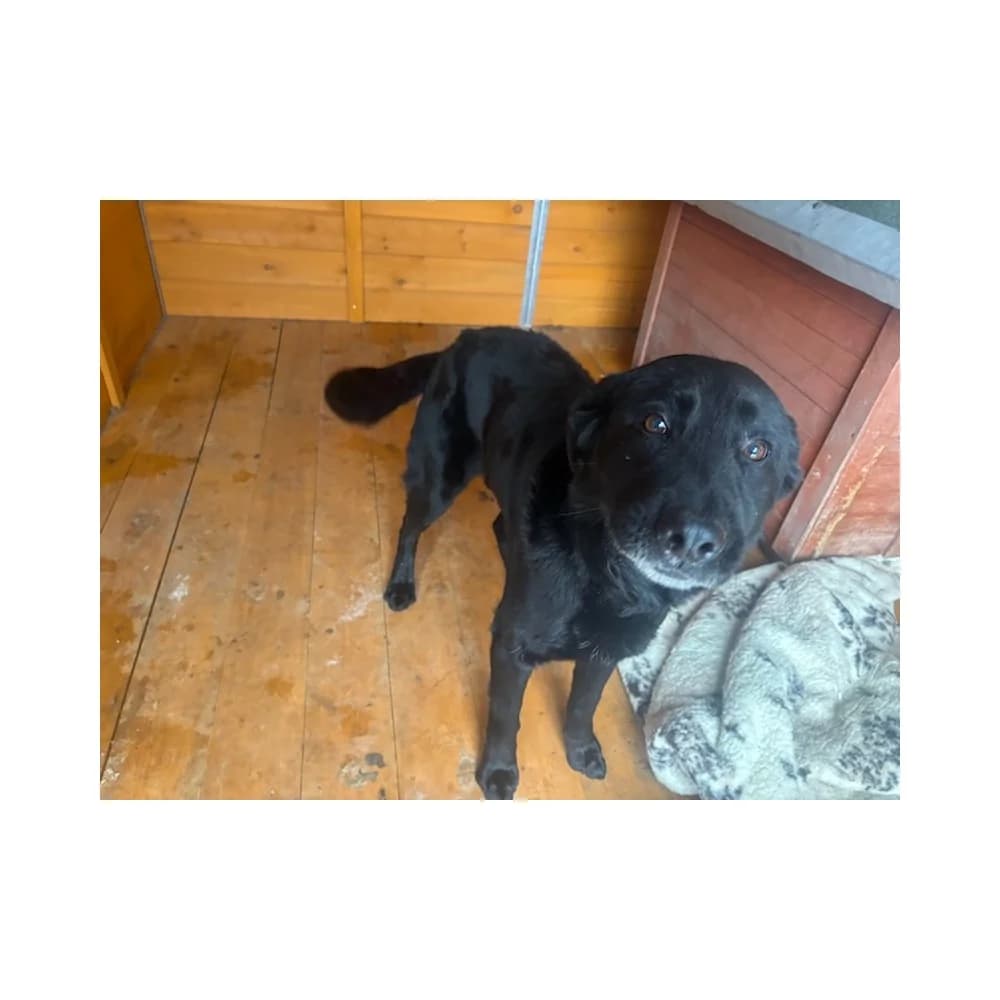 Popiół, male Mixed Breed for adoption at Schronisko Bialystok, Białystok