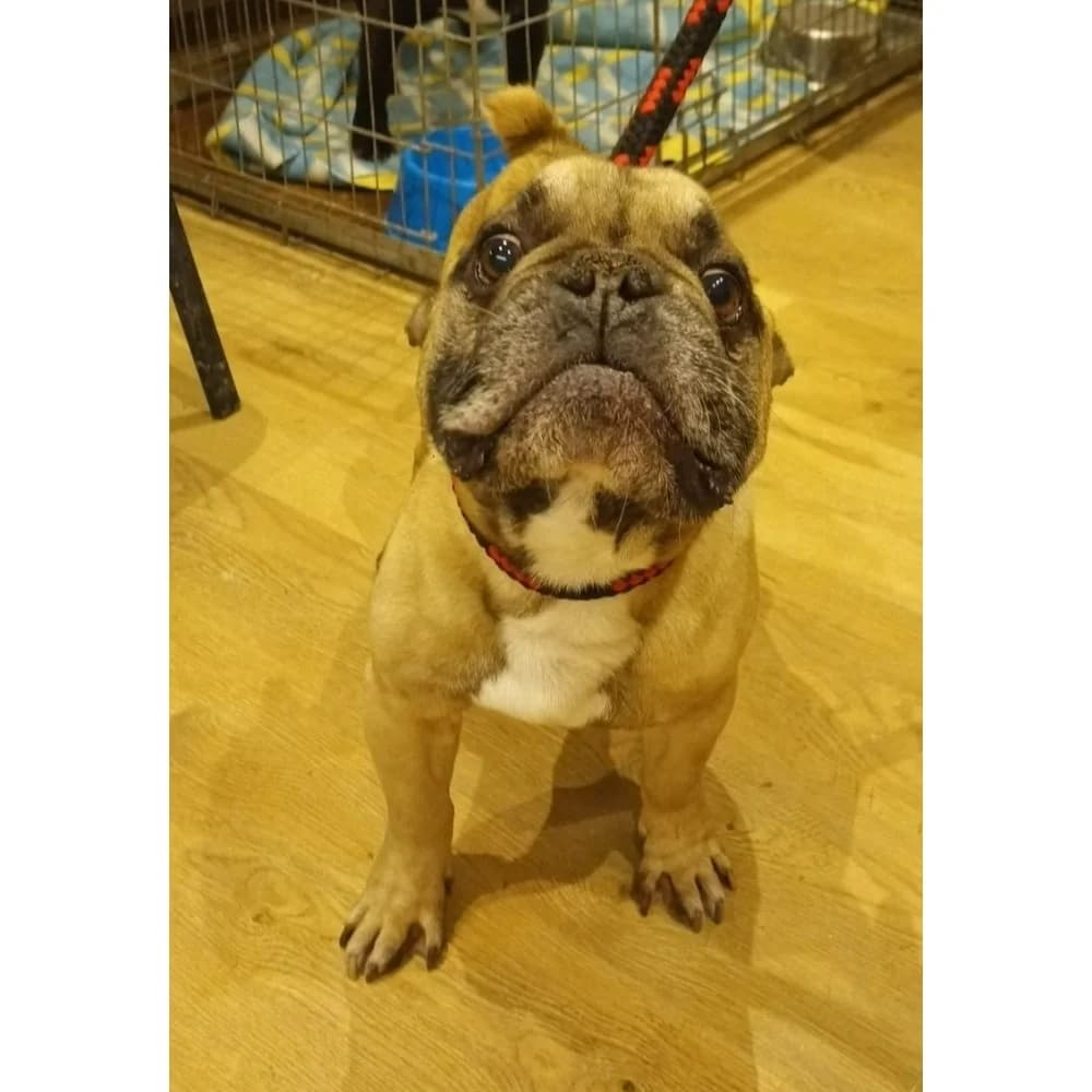 Torres, male senior Mixed Breed for adoption at Schronisko Bialystok, Białystok