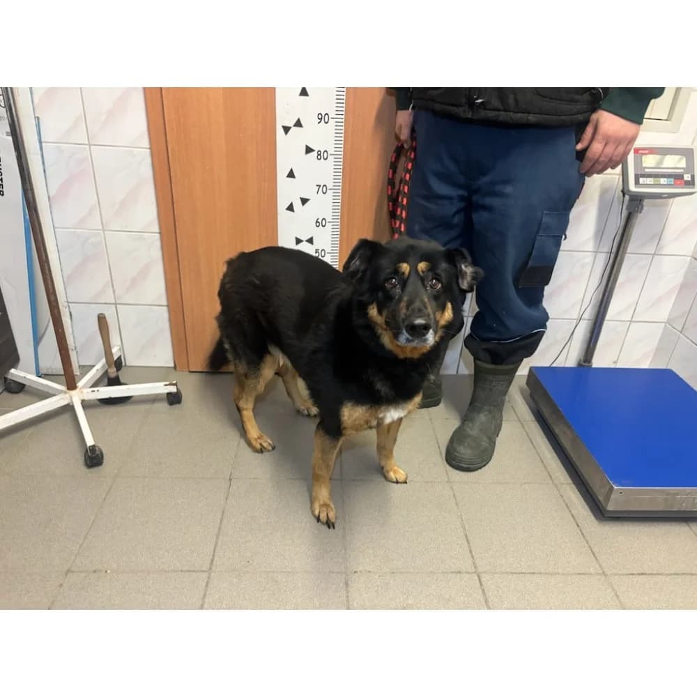 Kida, female Mixed Breed for adoption at Schronisko Bialystok, Białystok