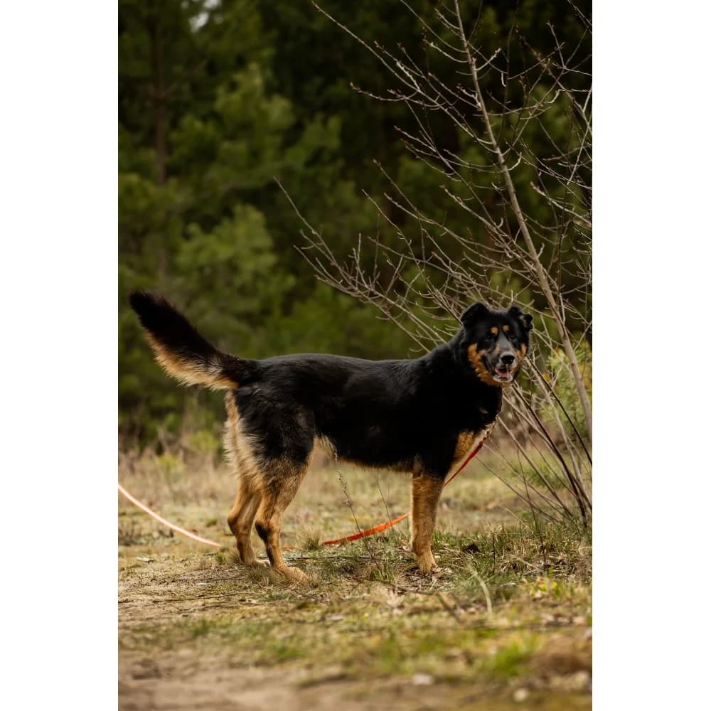 Kida, female senior Mixed Breed for adoption at Schronisko Bialystok, Białystok