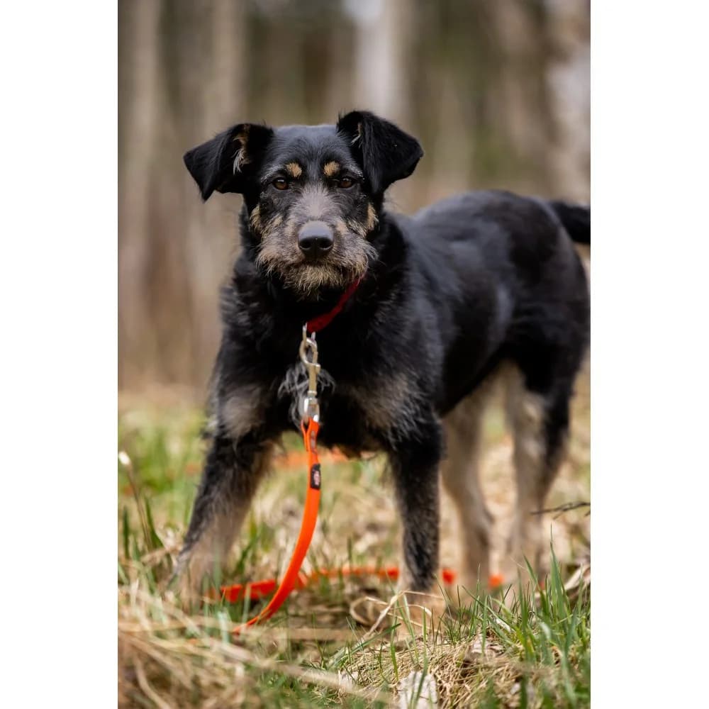 Liczi, female puppy Mixed Breed for adoption at Schronisko Bialystok, Białystok