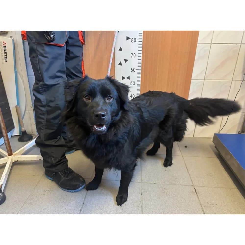 Magma, female Mixed Breed for adoption at Schronisko Bialystok, Białystok