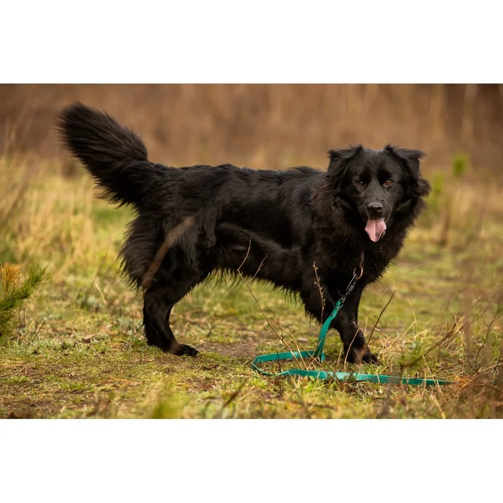 Magma, female senior Mixed Breed for adoption at Schronisko Bialystok, Białystok