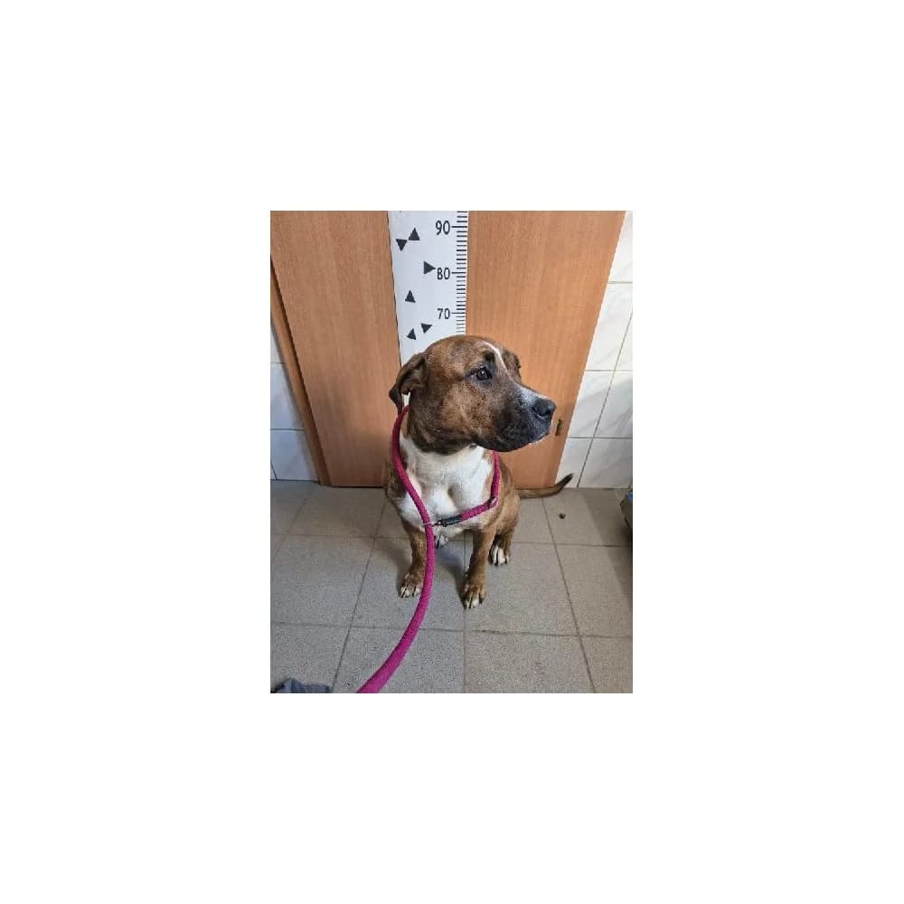 Kiara 4, female Mixed Breed for adoption at Schronisko Bialystok, Białystok