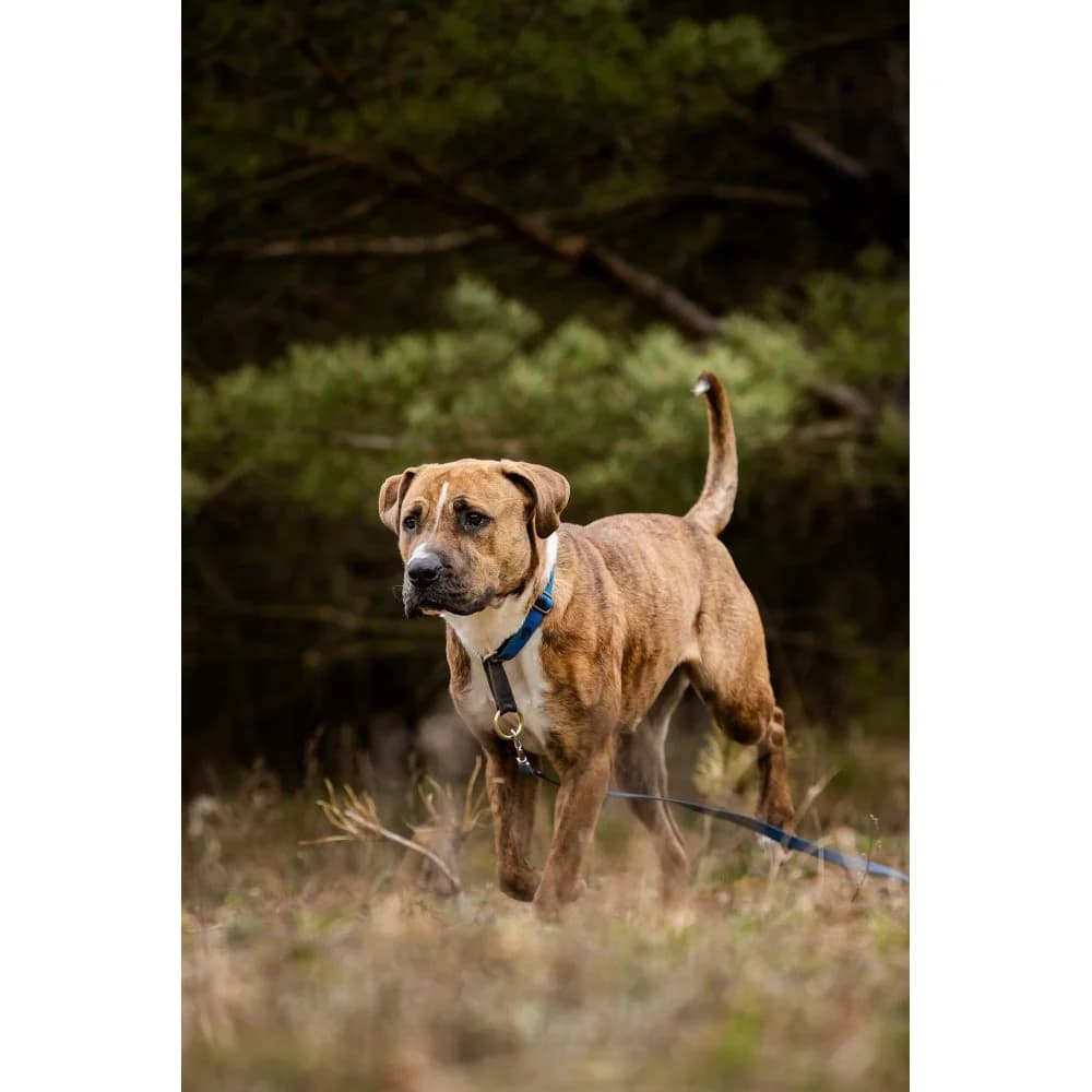 Kiara 4, female senior Mixed Breed for adoption at Schronisko Bialystok, Białystok