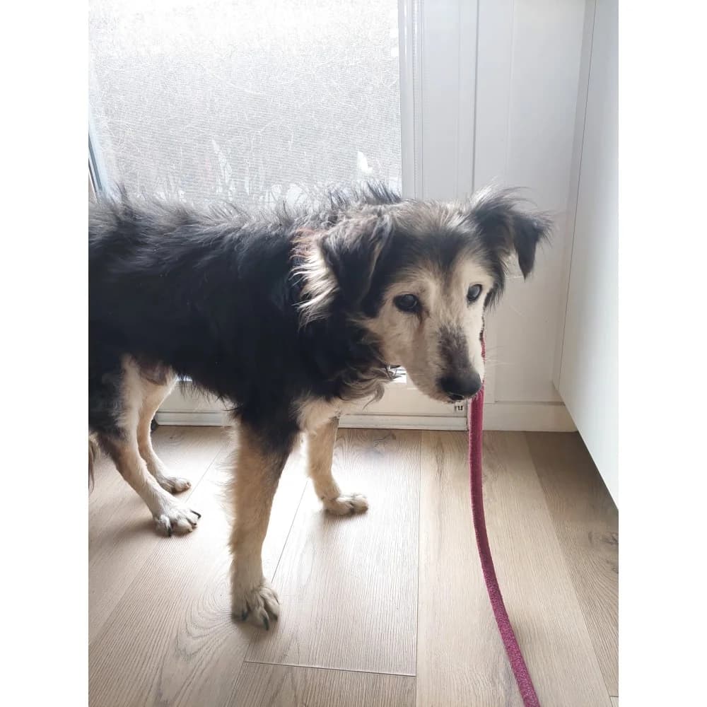 Will, male Mixed Breed for adoption at Schronisko Bialystok, Białystok