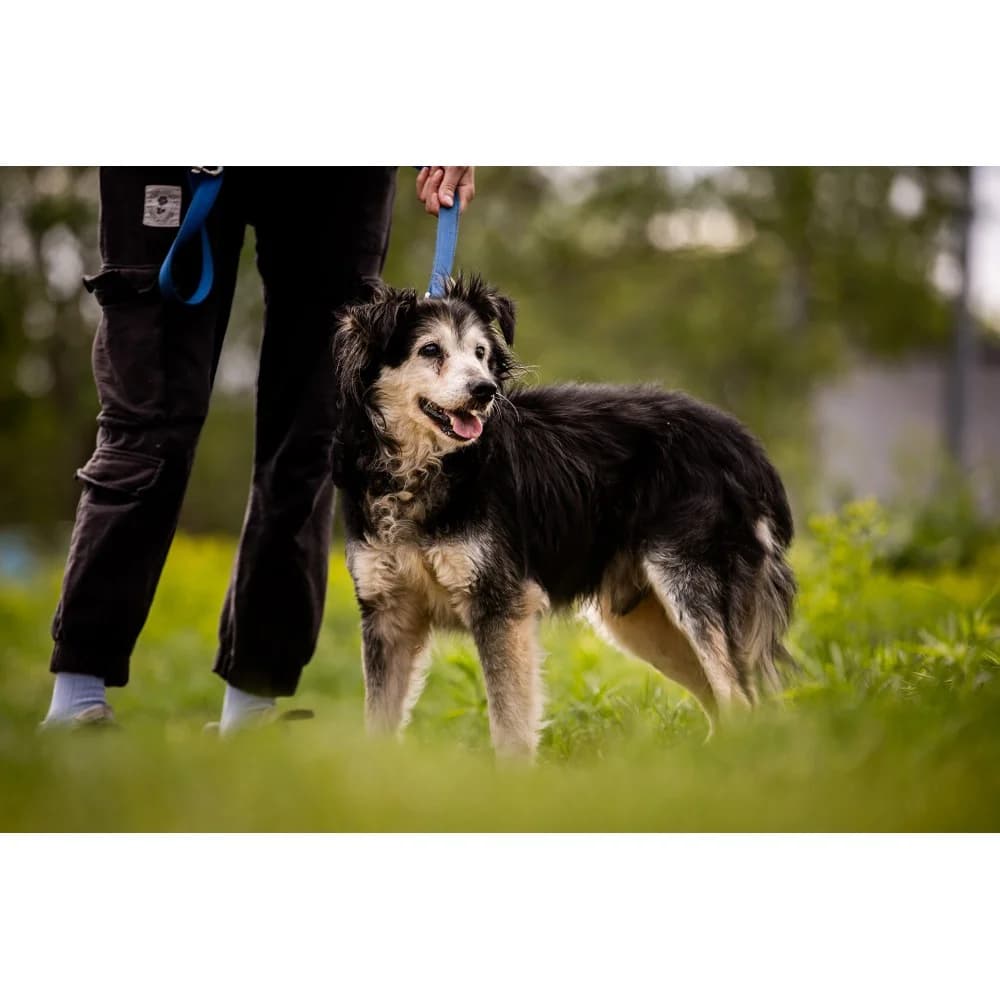 Will, male senior Mixed Breed for adoption at Schronisko Bialystok, Białystok