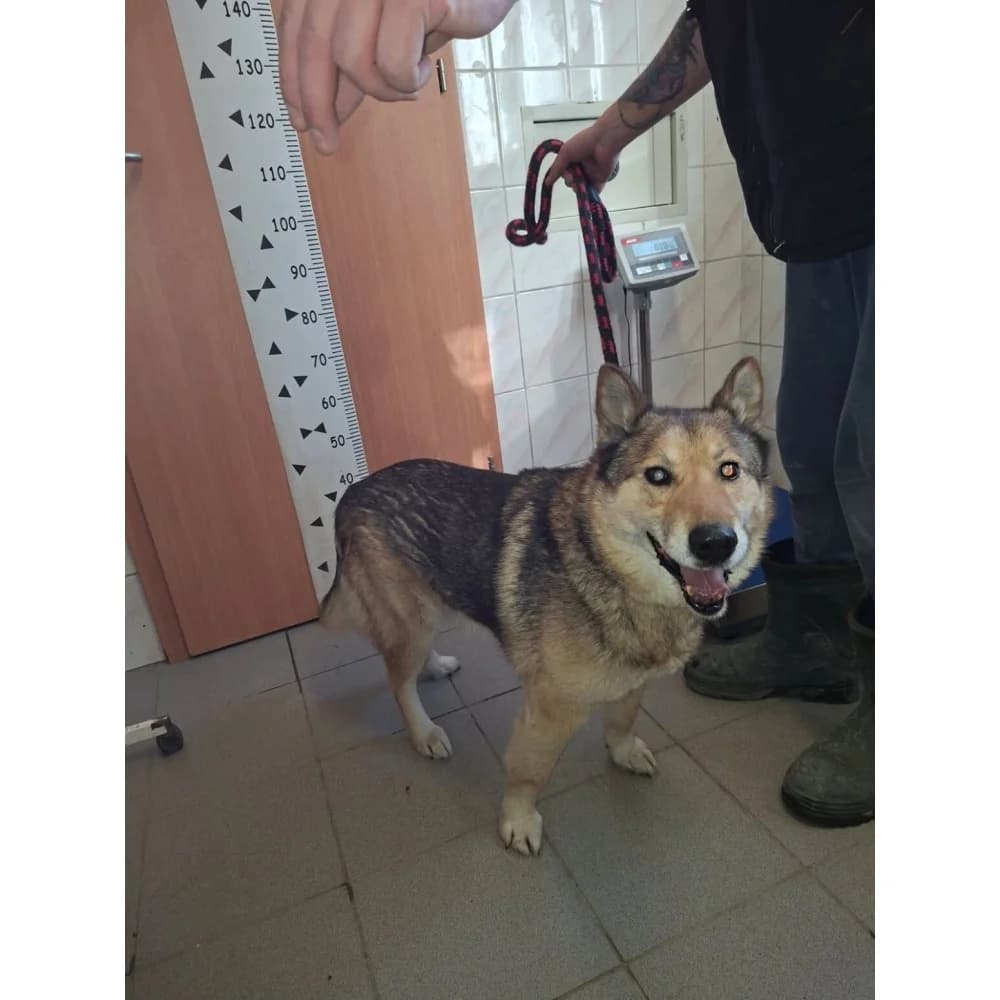Bonzo, male Mixed Breed for adoption at Schronisko Bialystok, Białystok