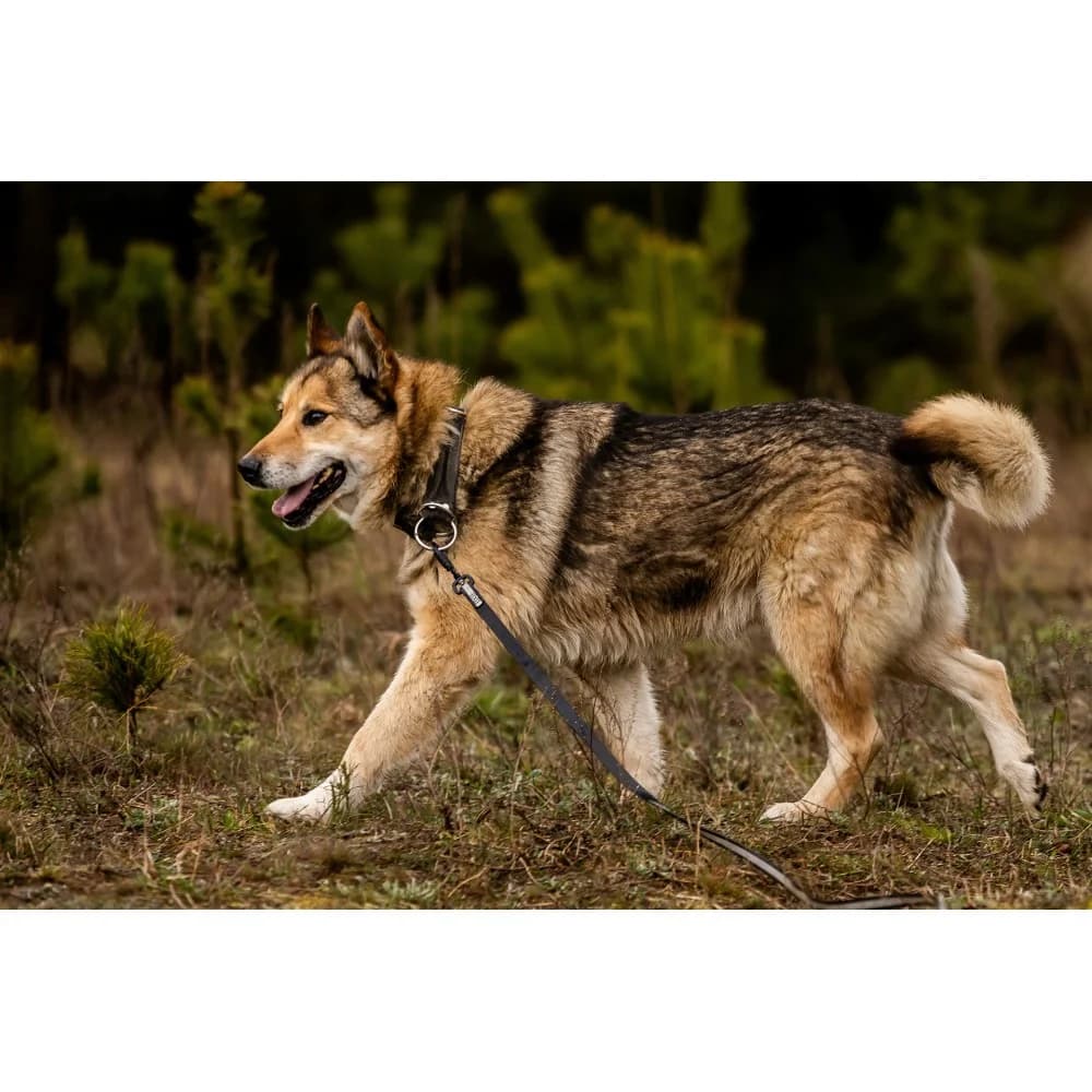 Bonzo, male senior Mixed Breed for adoption at Schronisko Bialystok, Białystok