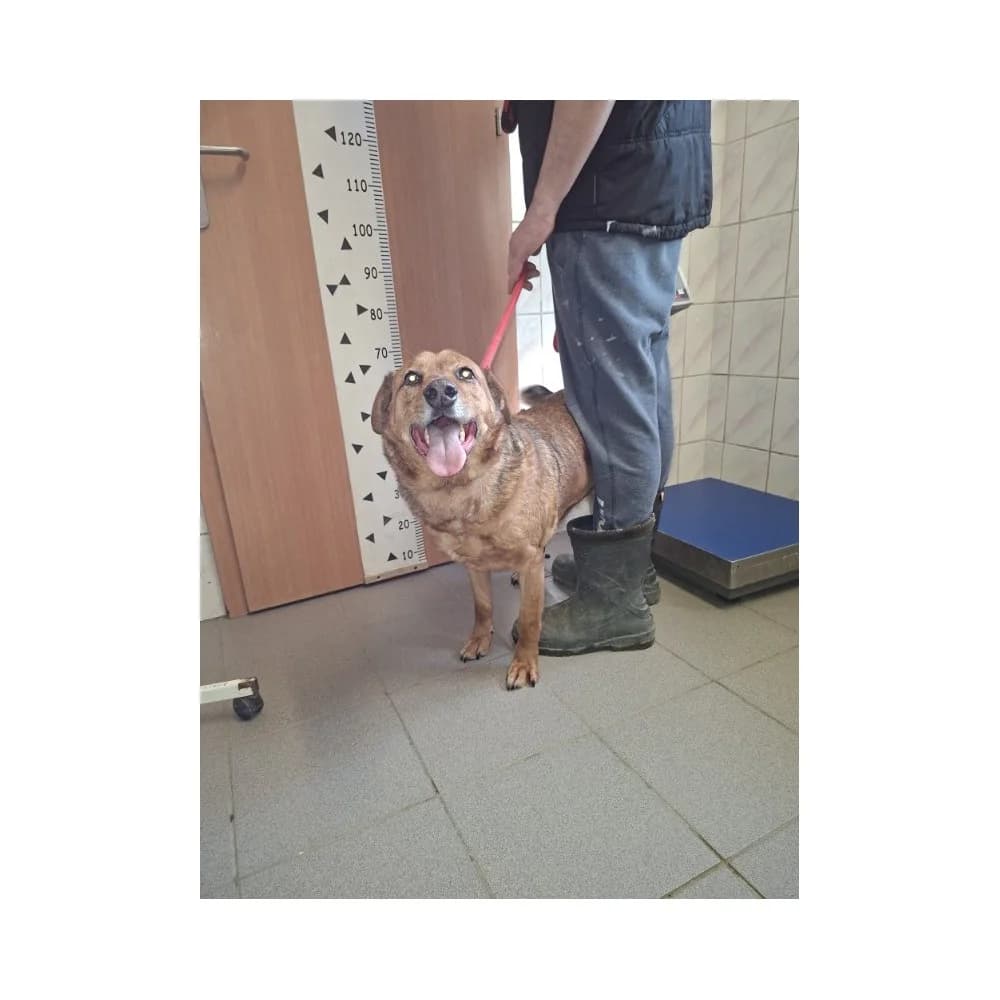 Pigmej, male senior Mixed Breed for adoption at Schronisko Bialystok, Białystok