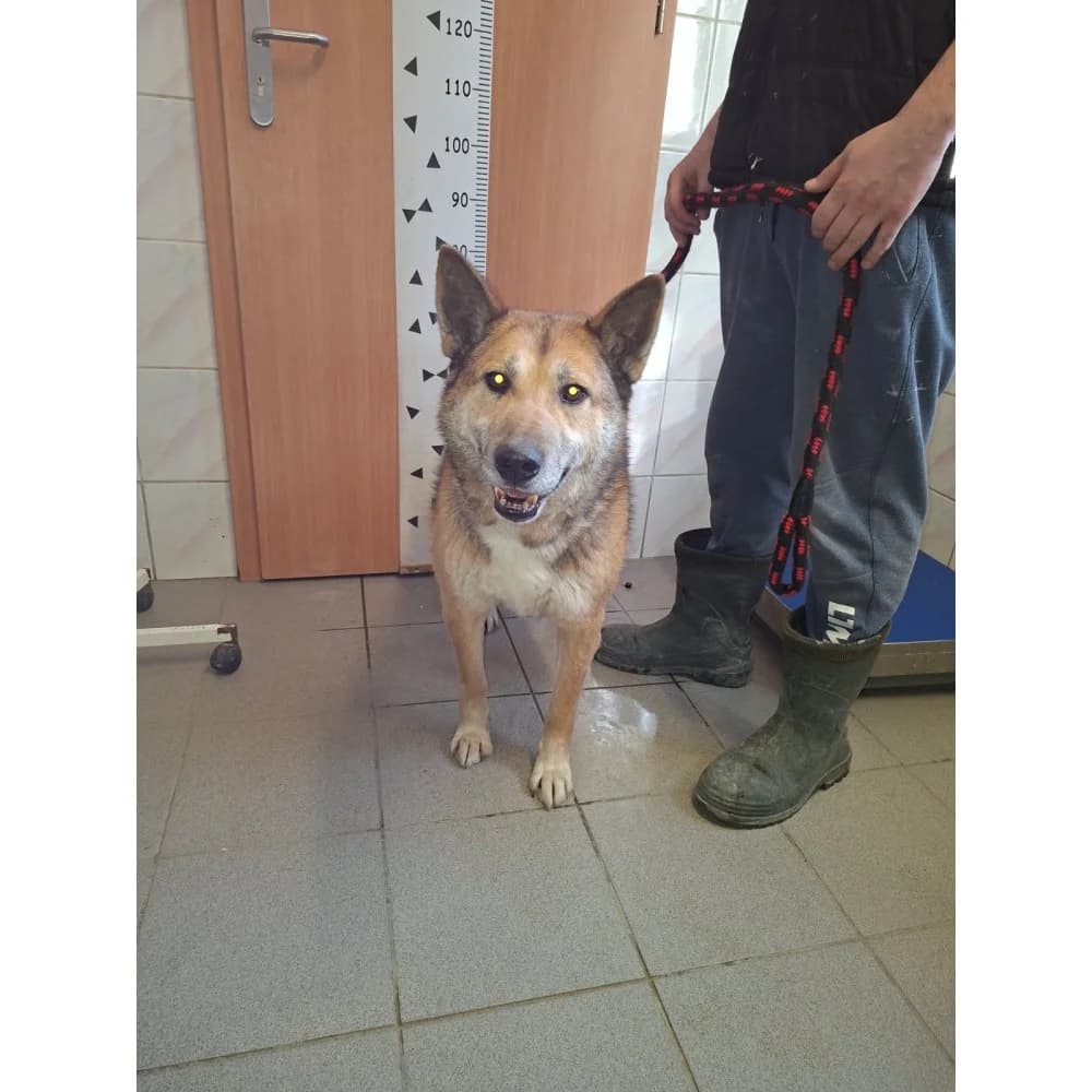 Filon, male Mixed Breed for adoption at Schronisko Bialystok, Białystok