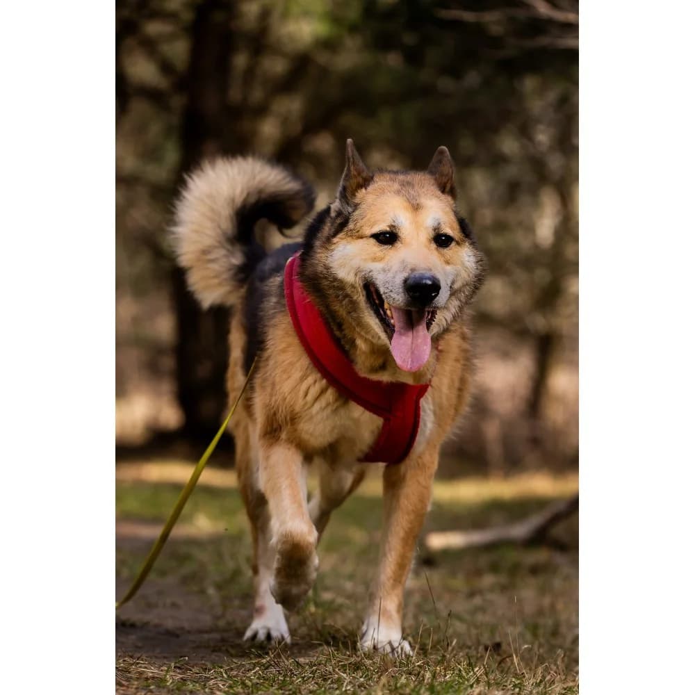 Filon, male senior Mixed Breed for adoption at Schronisko Bialystok, Białystok