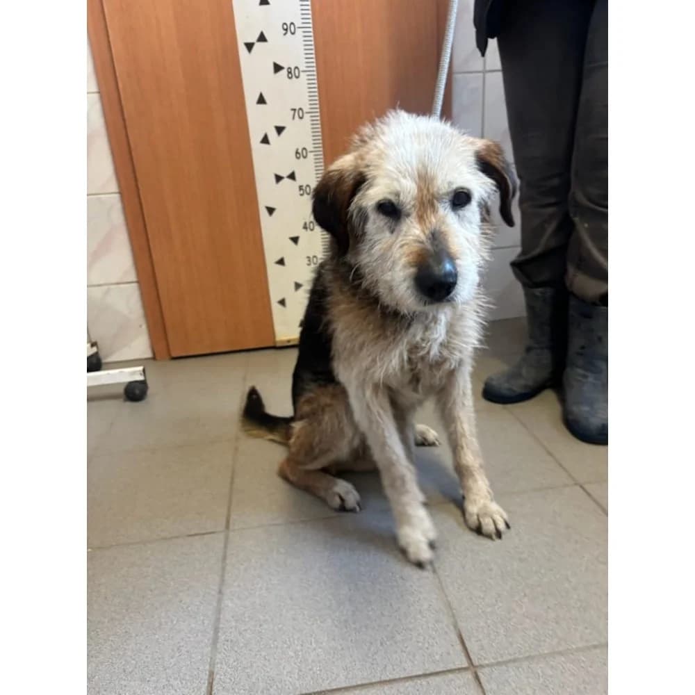 Piter, male Mixed Breed for adoption at Schronisko Bialystok, Białystok