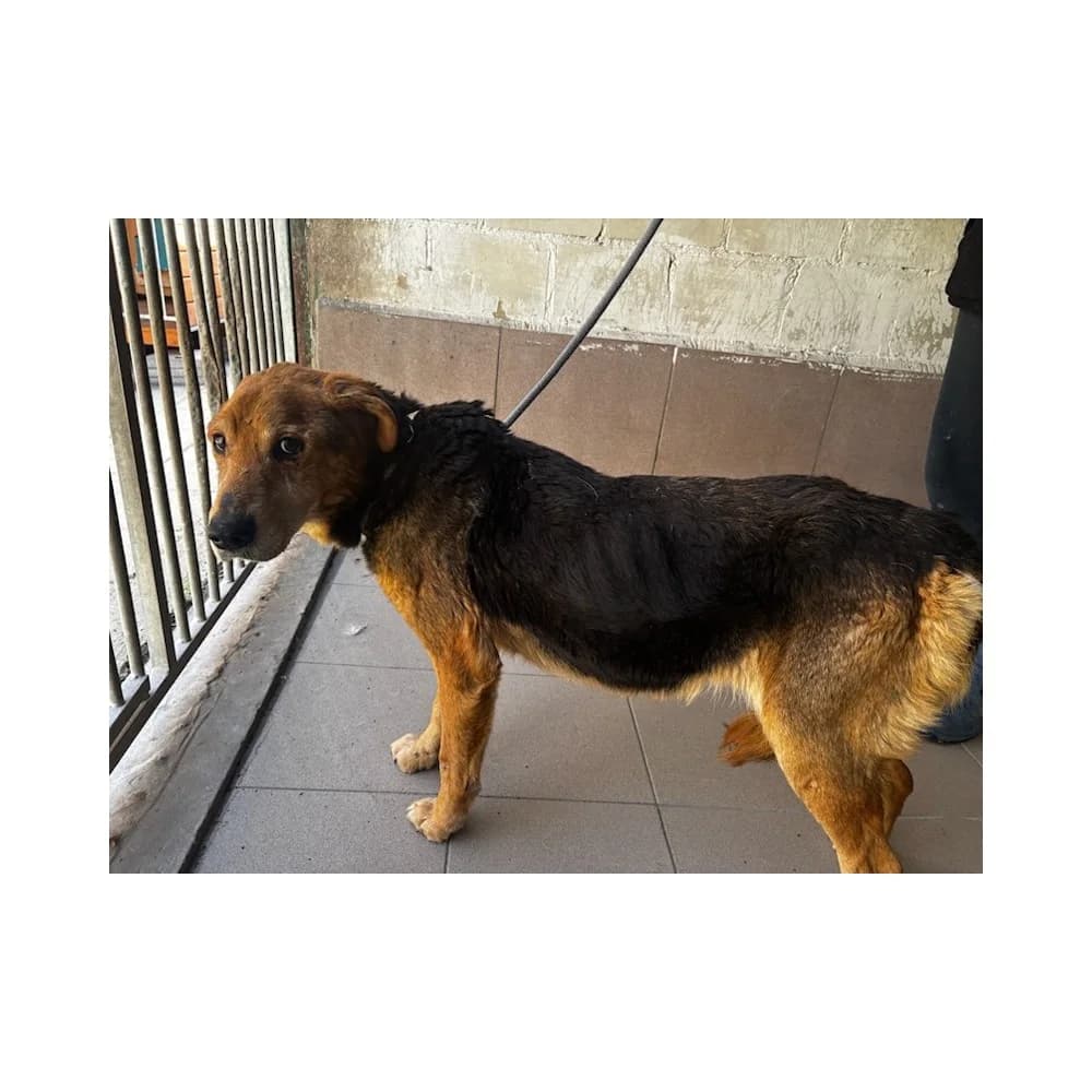 Amara, female Mixed Breed for adoption at Schronisko Bialystok, Białystok