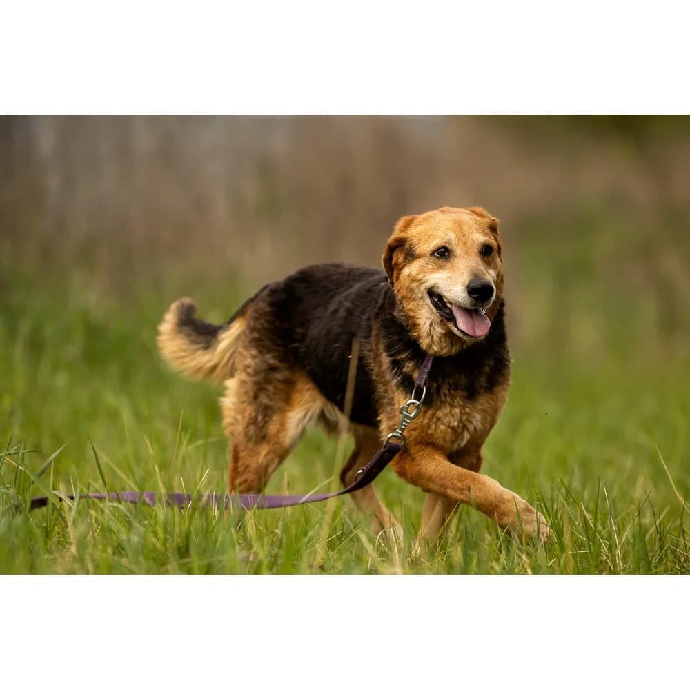 Amara, female senior Mixed Breed for adoption at Schronisko Bialystok, Białystok