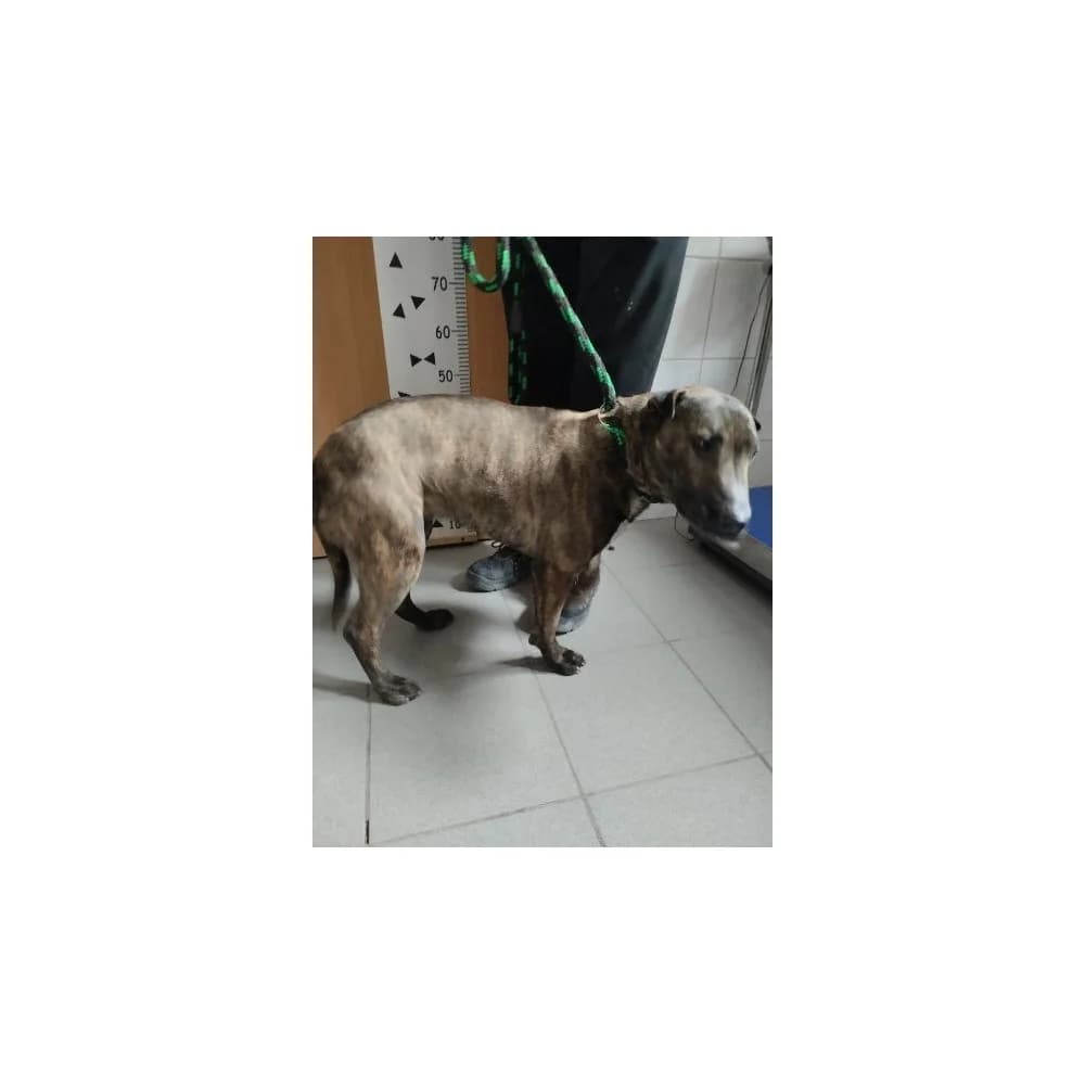 Bomba, female senior Mixed Breed for adoption at Schronisko Bialystok, Białystok