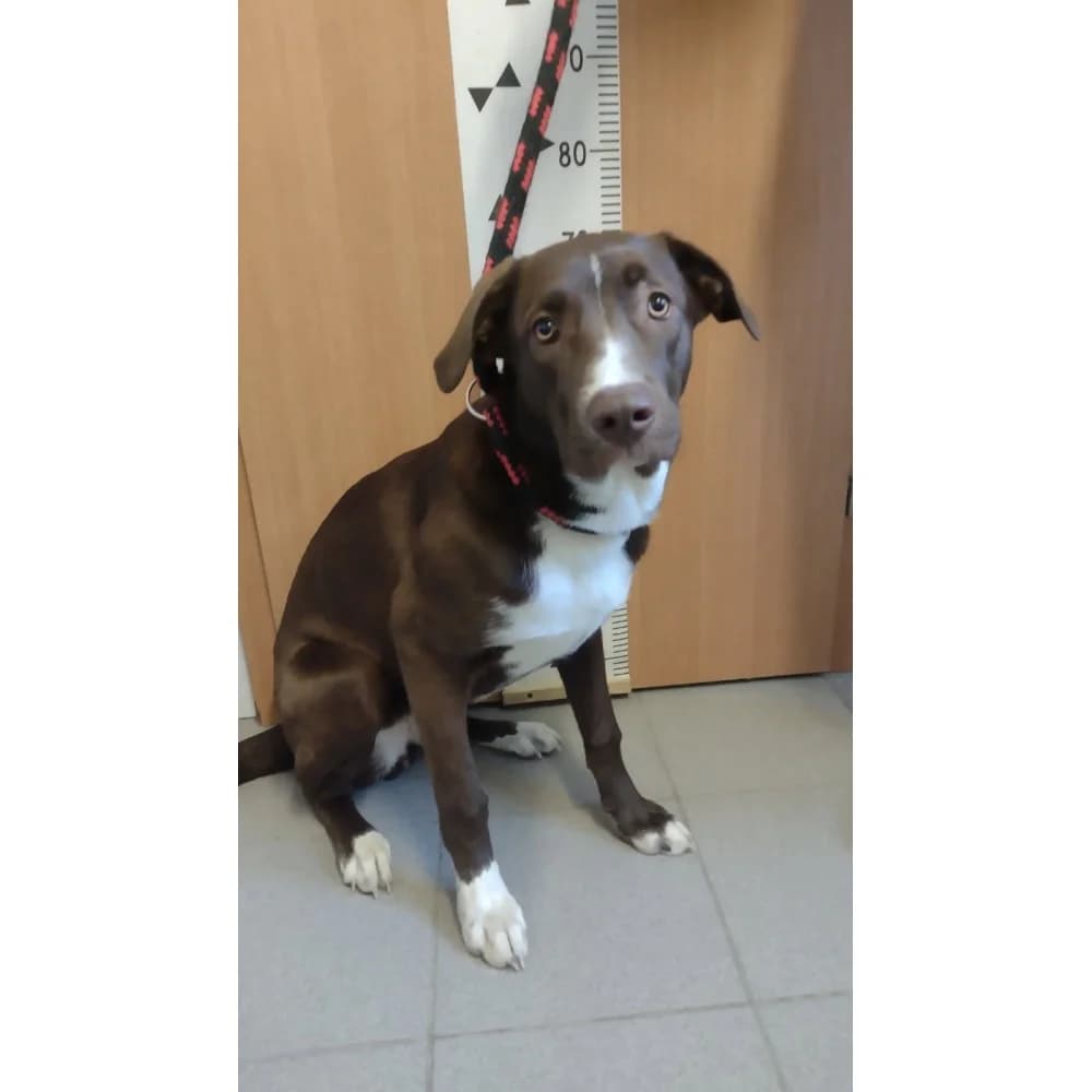 Trufla, female senior Mixed Breed for adoption at Schronisko Bialystok, Białystok