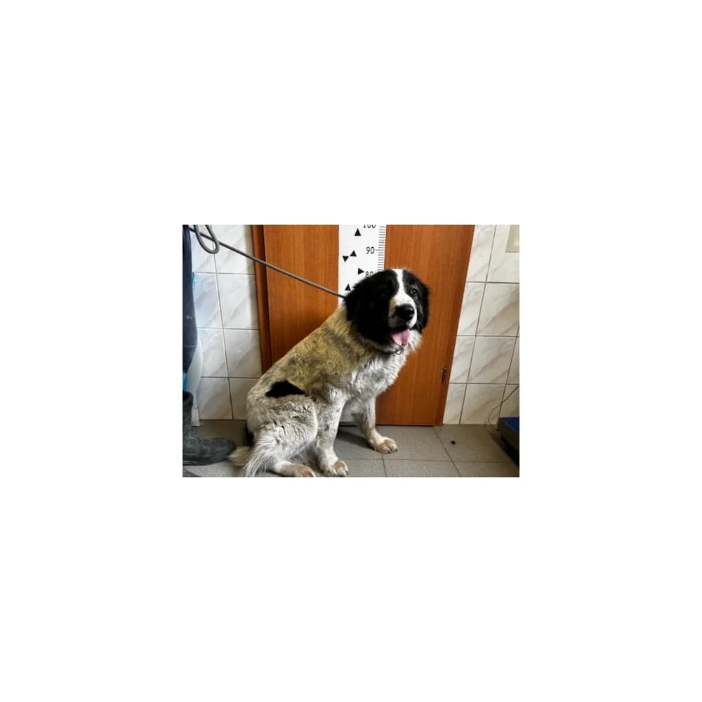 Bora, female senior Mixed Breed for adoption at Schronisko Bialystok, Białystok