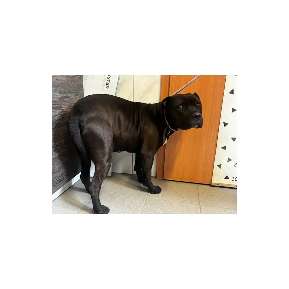 Alta, female senior Mixed Breed for adoption at Schronisko Bialystok, Białystok