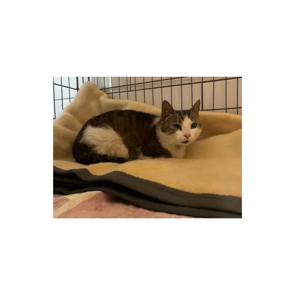 Frezja, female senior Mixed Breed for adoption at Schronisko Bialystok, Białystok