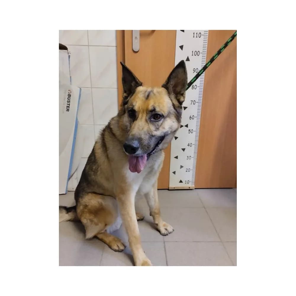 Brutus, male senior Mixed Breed for adoption at Schronisko Bialystok, Białystok