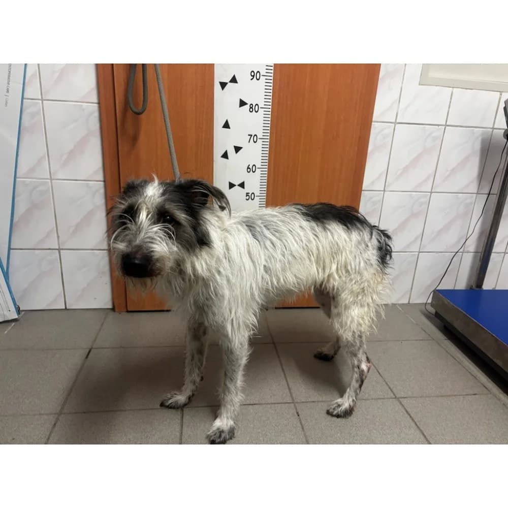 Łatka, female senior Mixed Breed for adoption at Schronisko Bialystok, Białystok