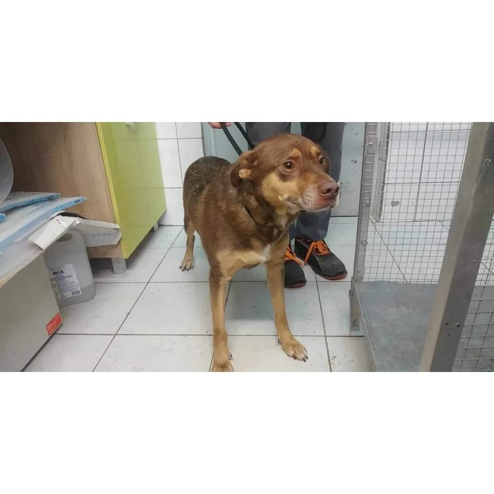 Hazar 2, male Mixed Breed for adoption at Schronisko Bialystok, Białystok