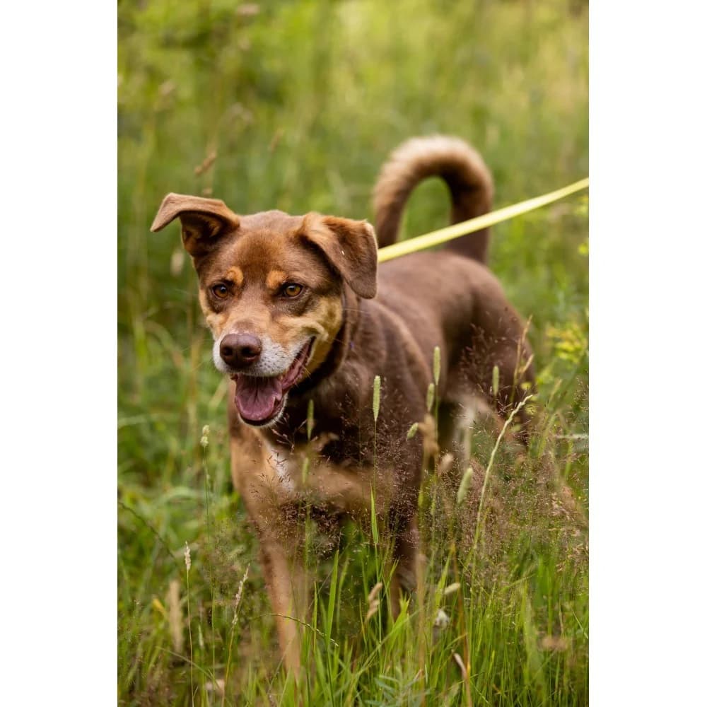 Hazar 2, male senior Mixed Breed for adoption at Schronisko Bialystok, Białystok