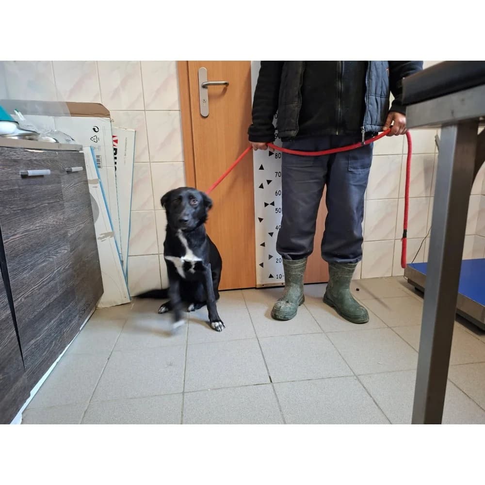 Demon, male puppy Mixed Breed for adoption at Schronisko Bialystok, Białystok