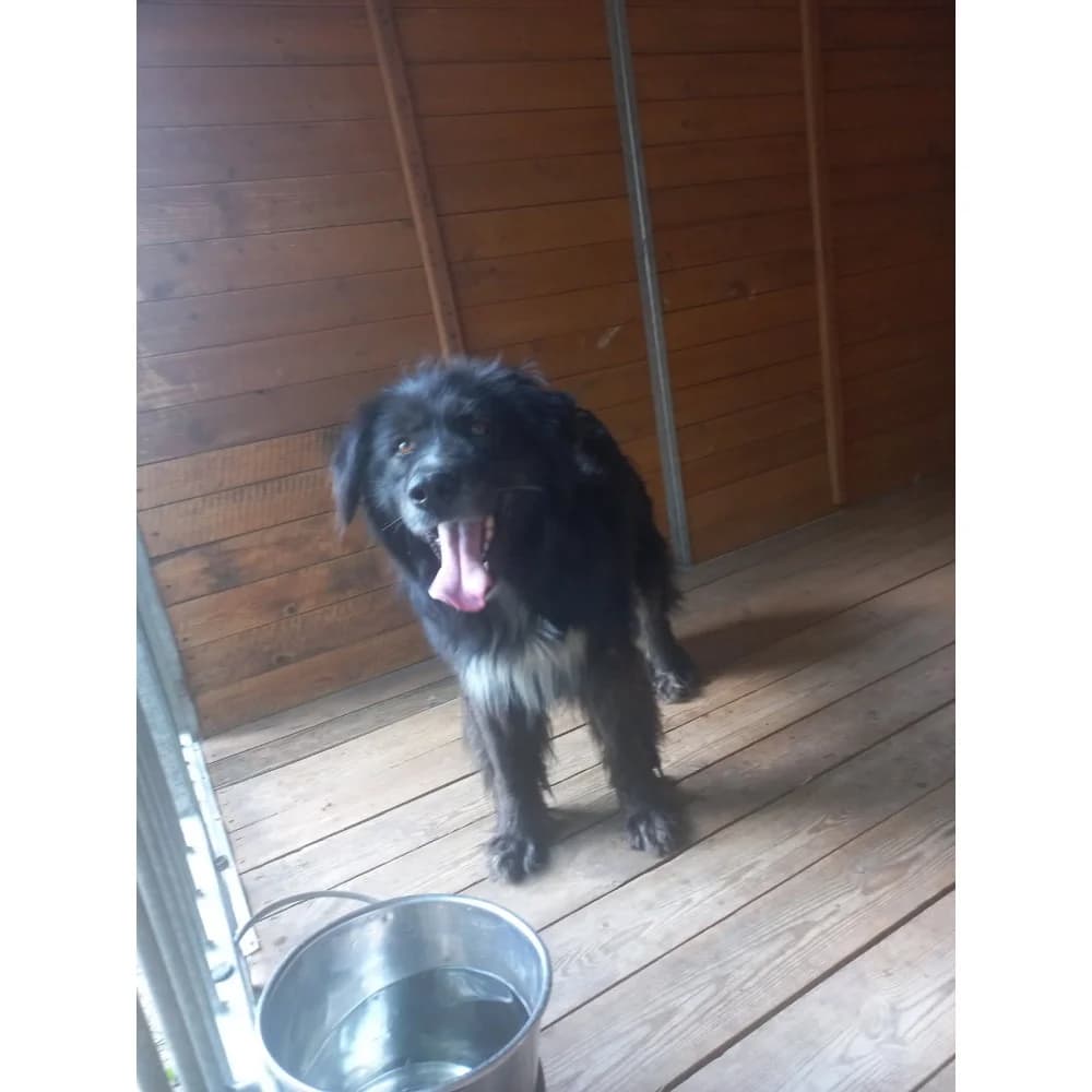 Jagiełło, male senior Mixed Breed for adoption at Schronisko Bialystok, Białystok