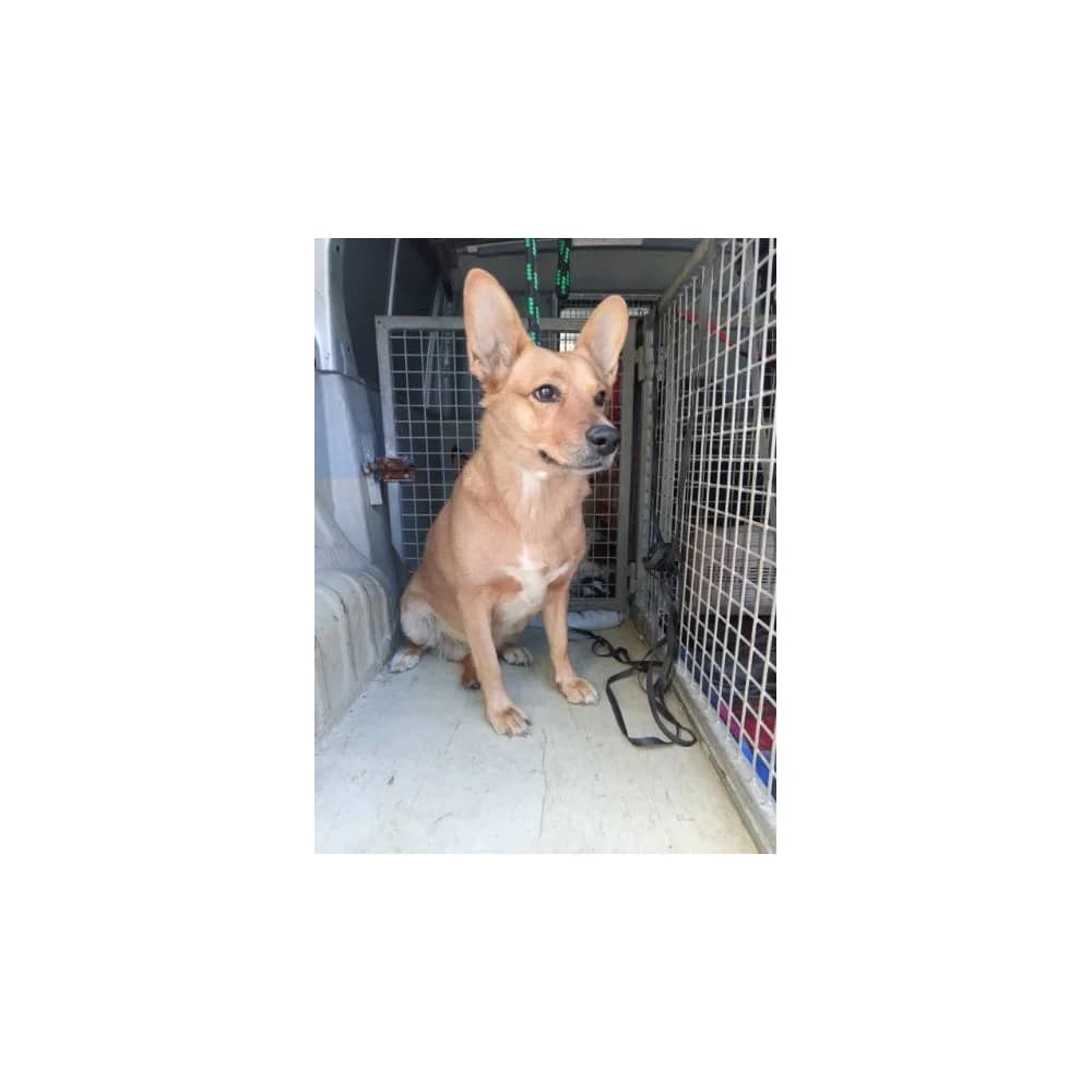 Cukinia, female senior Mixed Breed for adoption at Schronisko Bialystok, Białystok