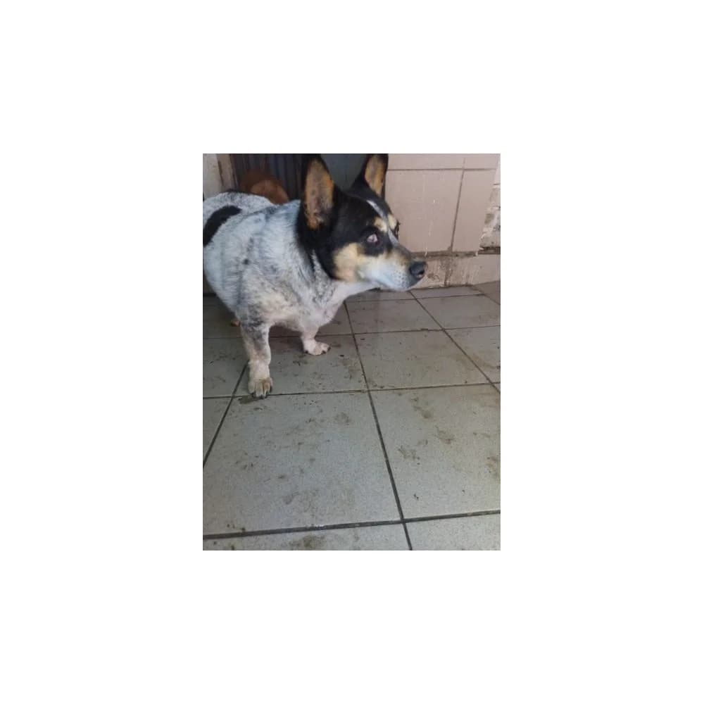 Szpinak, male senior Mixed Breed for adoption at Schronisko Bialystok, Białystok