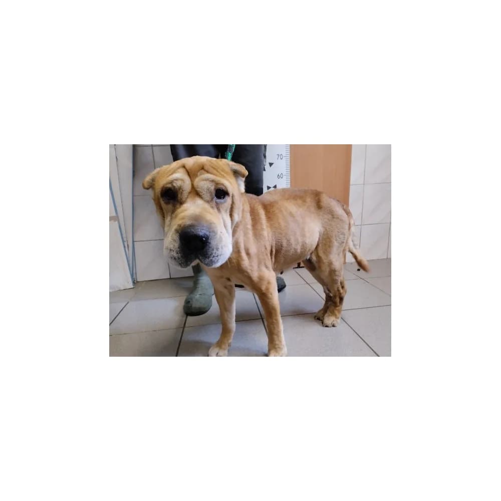 Molina, female senior Mixed Breed for adoption at Schronisko Bialystok, Białystok