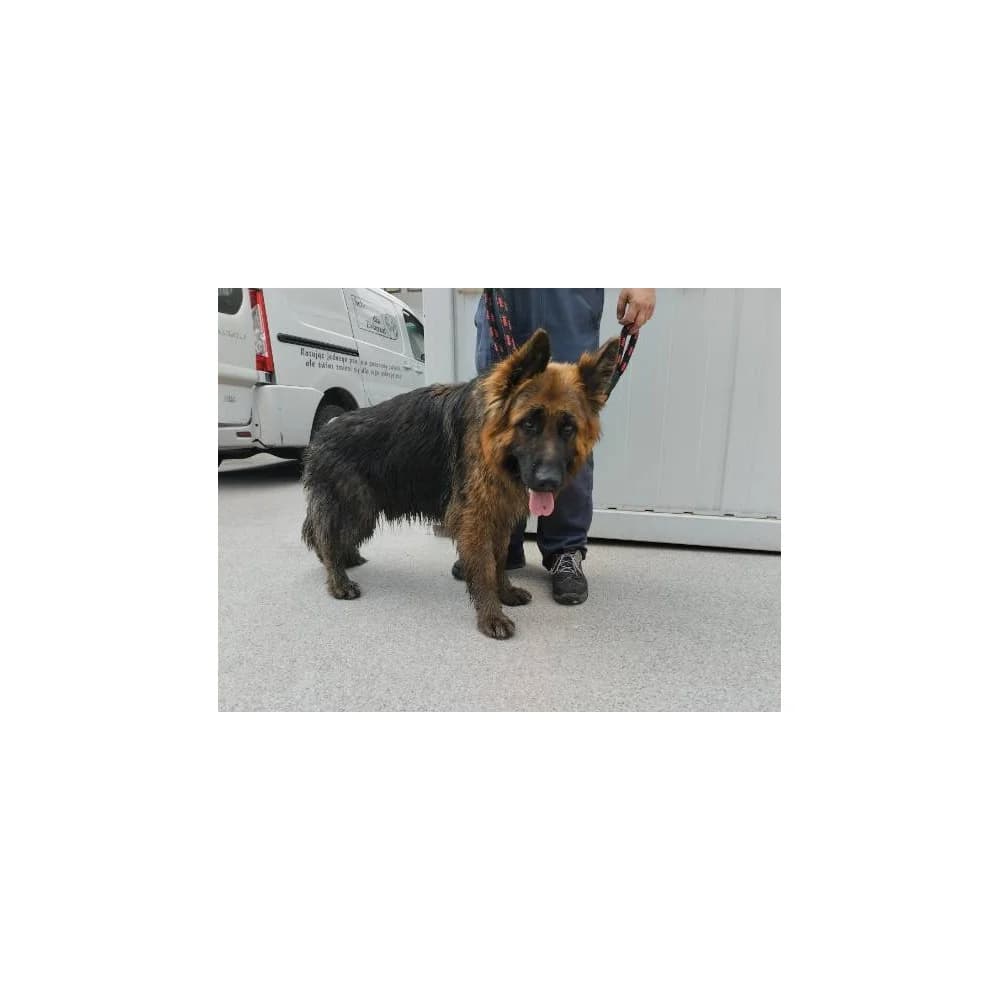 Prymat, male senior Mixed Breed for adoption at Schronisko Bialystok, Białystok