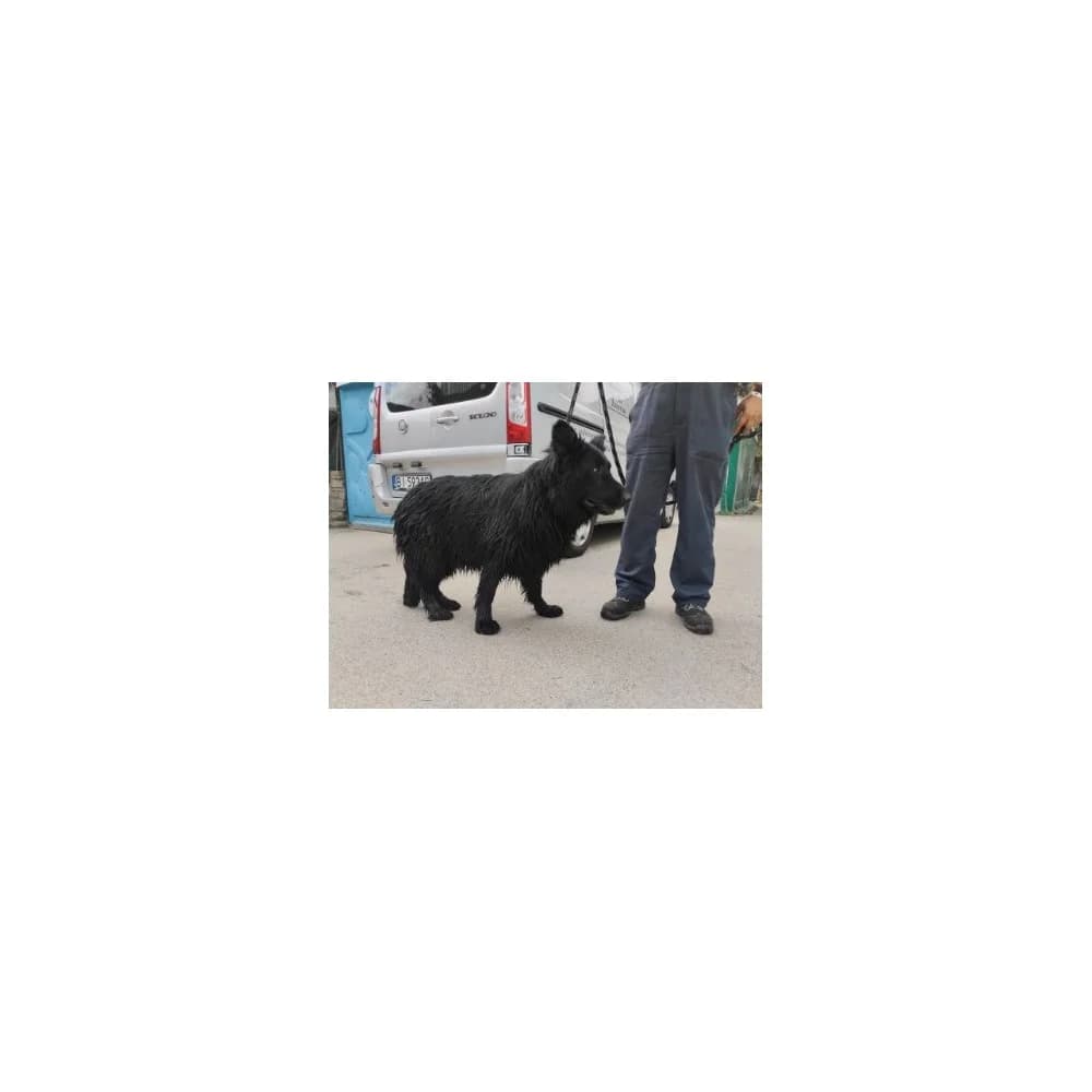 Wegeta, female senior Mixed Breed for adoption at Schronisko Bialystok, Białystok