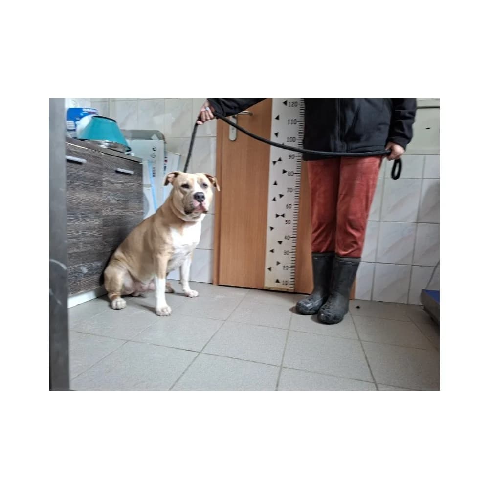 Golden, male senior Mixed Breed for adoption at Schronisko Bialystok, Białystok