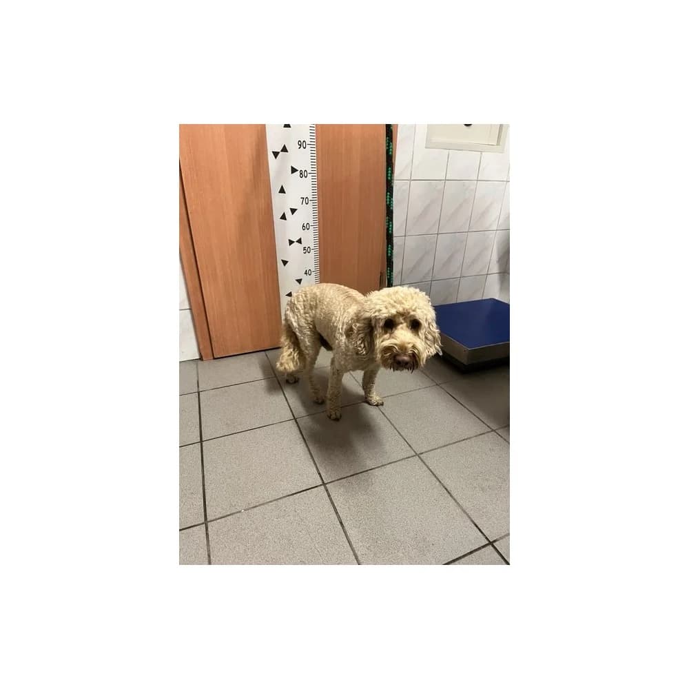 Patryk, male senior Mixed Breed for adoption at Schronisko Bialystok, Białystok