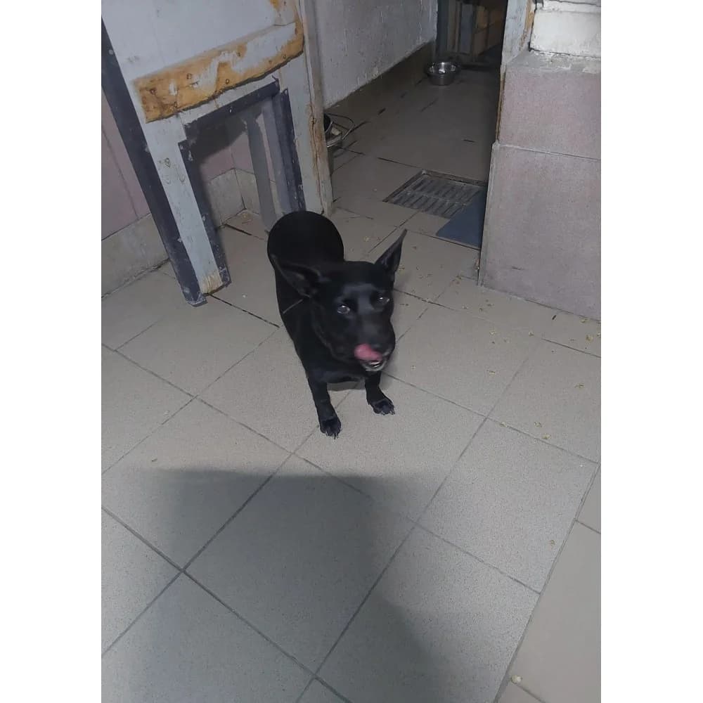 Czarnuszka, female senior Mixed Breed for adoption at Schronisko Bialystok, Białystok