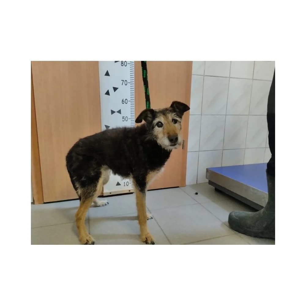 Hilda, female senior Mixed Breed for adoption at Schronisko Bialystok, Białystok