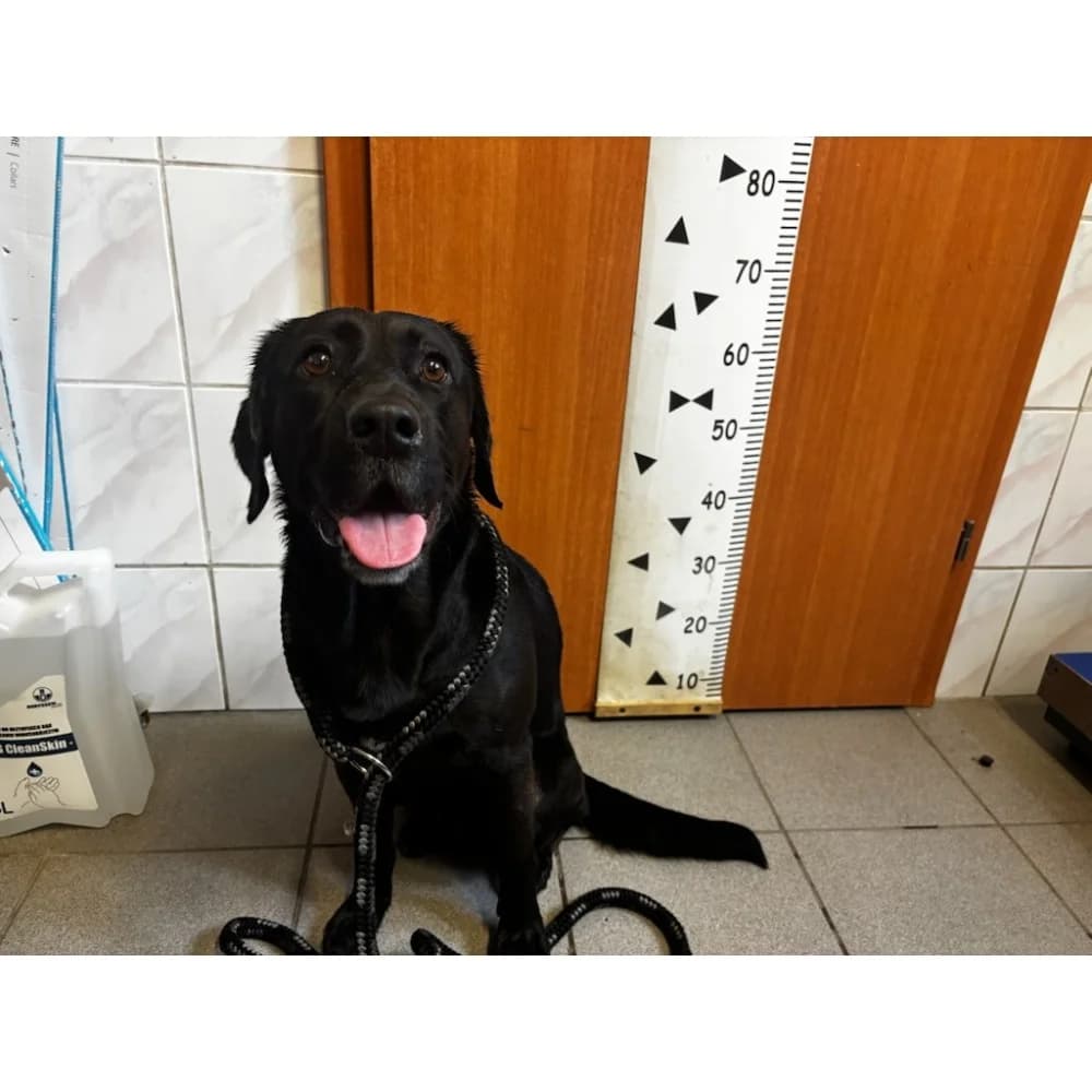 Beny, male senior Mixed Breed for adoption at Schronisko Bialystok, Białystok