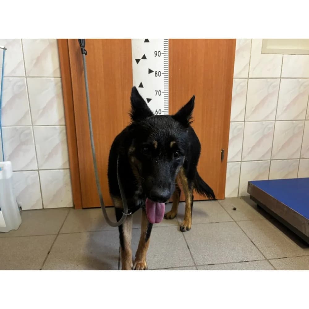Soma, female senior Mixed Breed for adoption at Schronisko Bialystok, Białystok