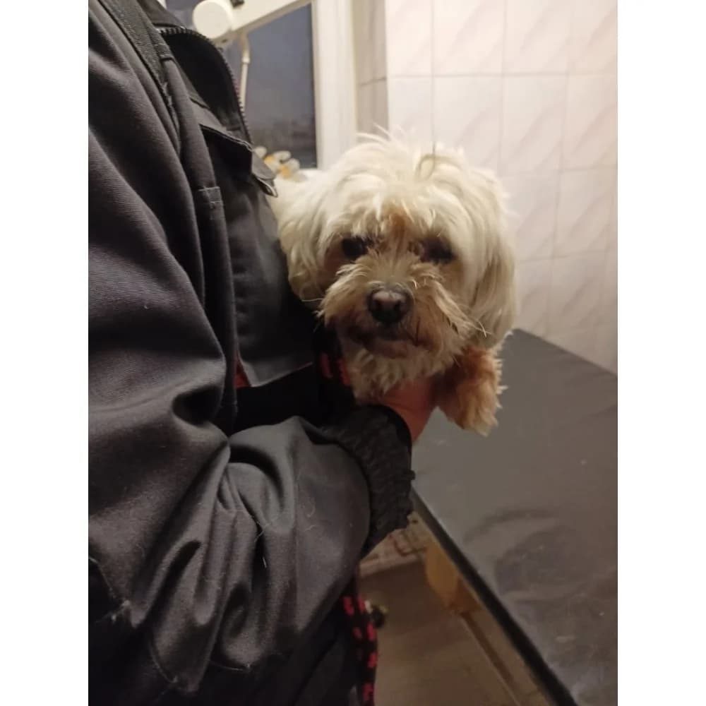 Daysi, female senior Mixed Breed for adoption at Schronisko Bialystok, Białystok