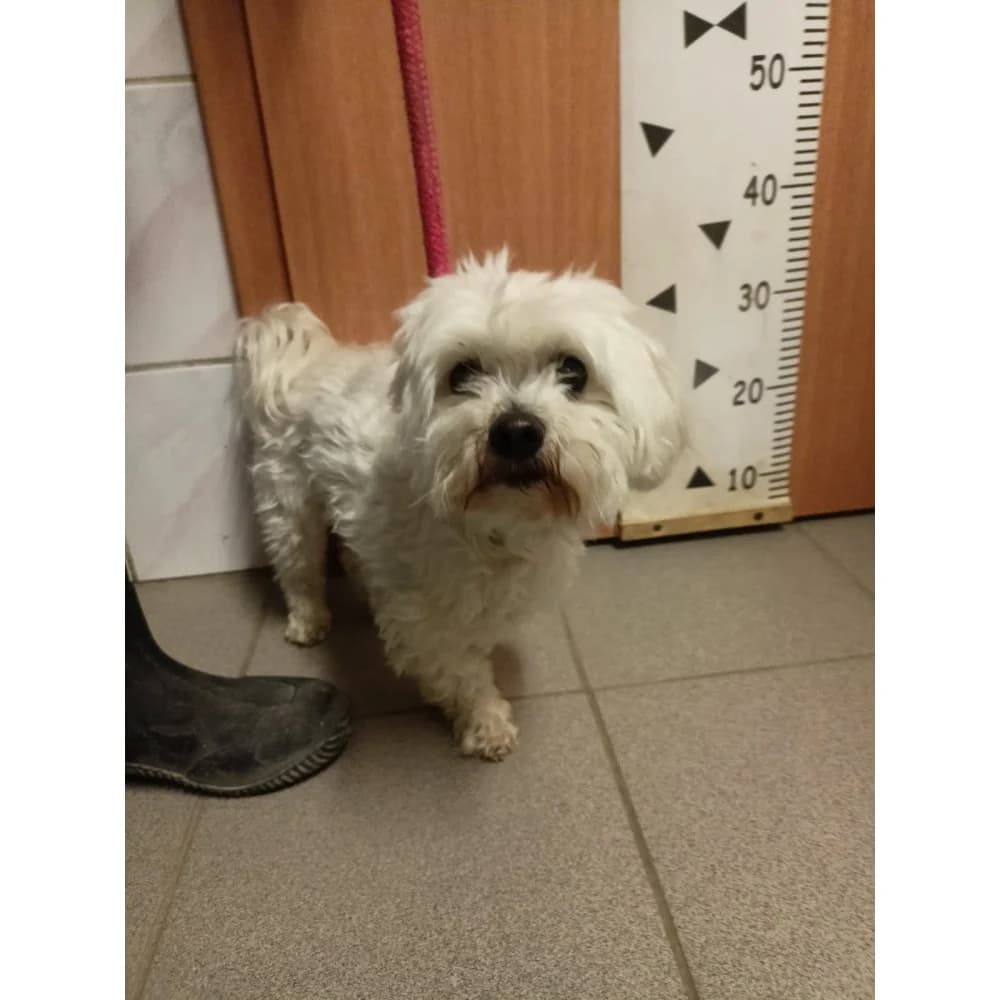 Lucjusz, male senior Mixed Breed for adoption at Schronisko Bialystok, Białystok
