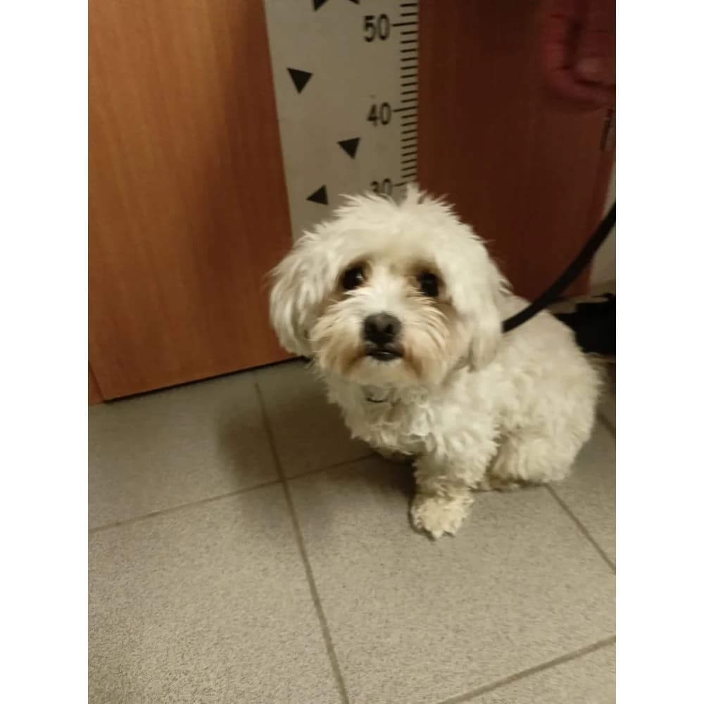 Hirek, male senior Mixed Breed for adoption at Schronisko Bialystok, Białystok