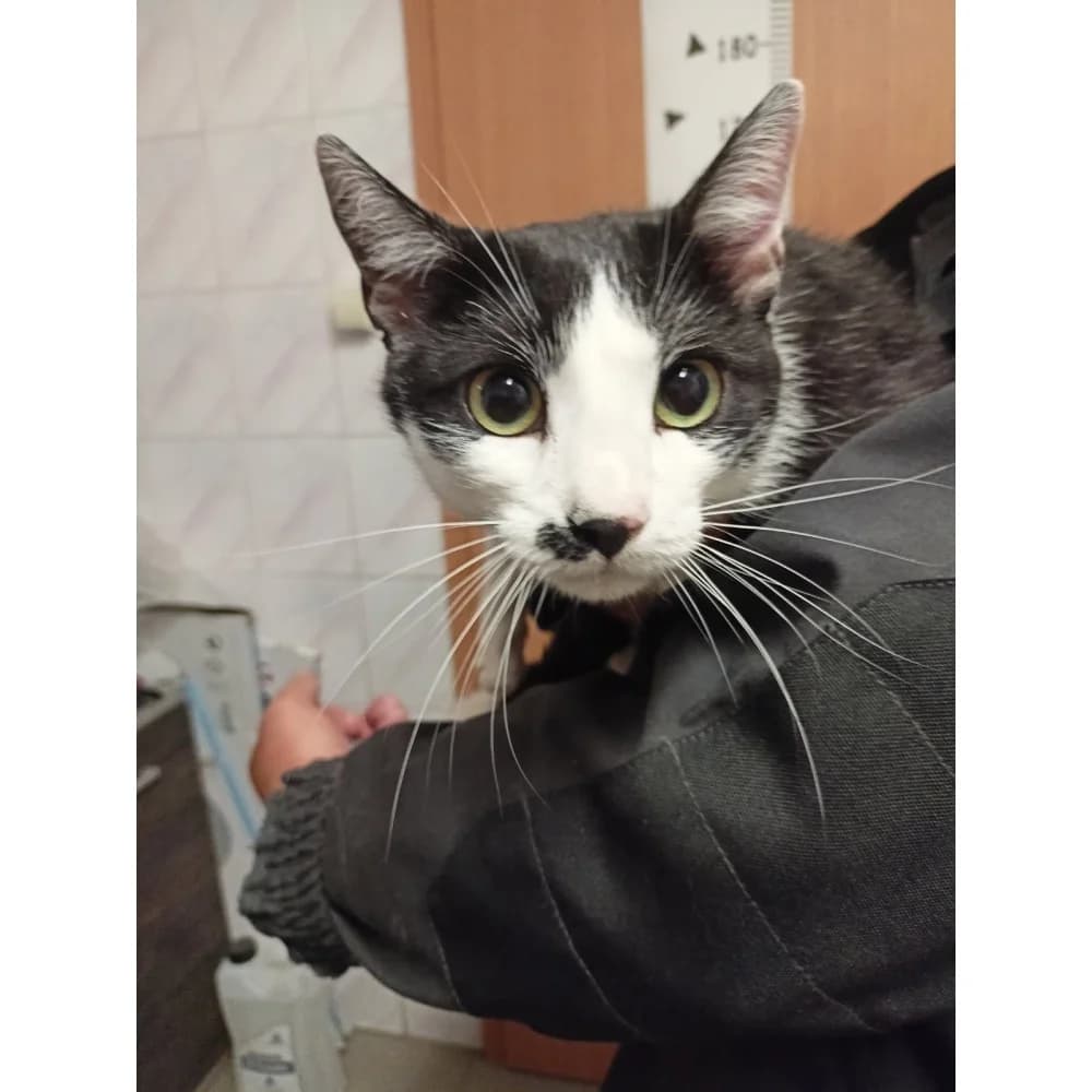 Kiti, female senior Mixed Breed for adoption at Schronisko Bialystok, Białystok