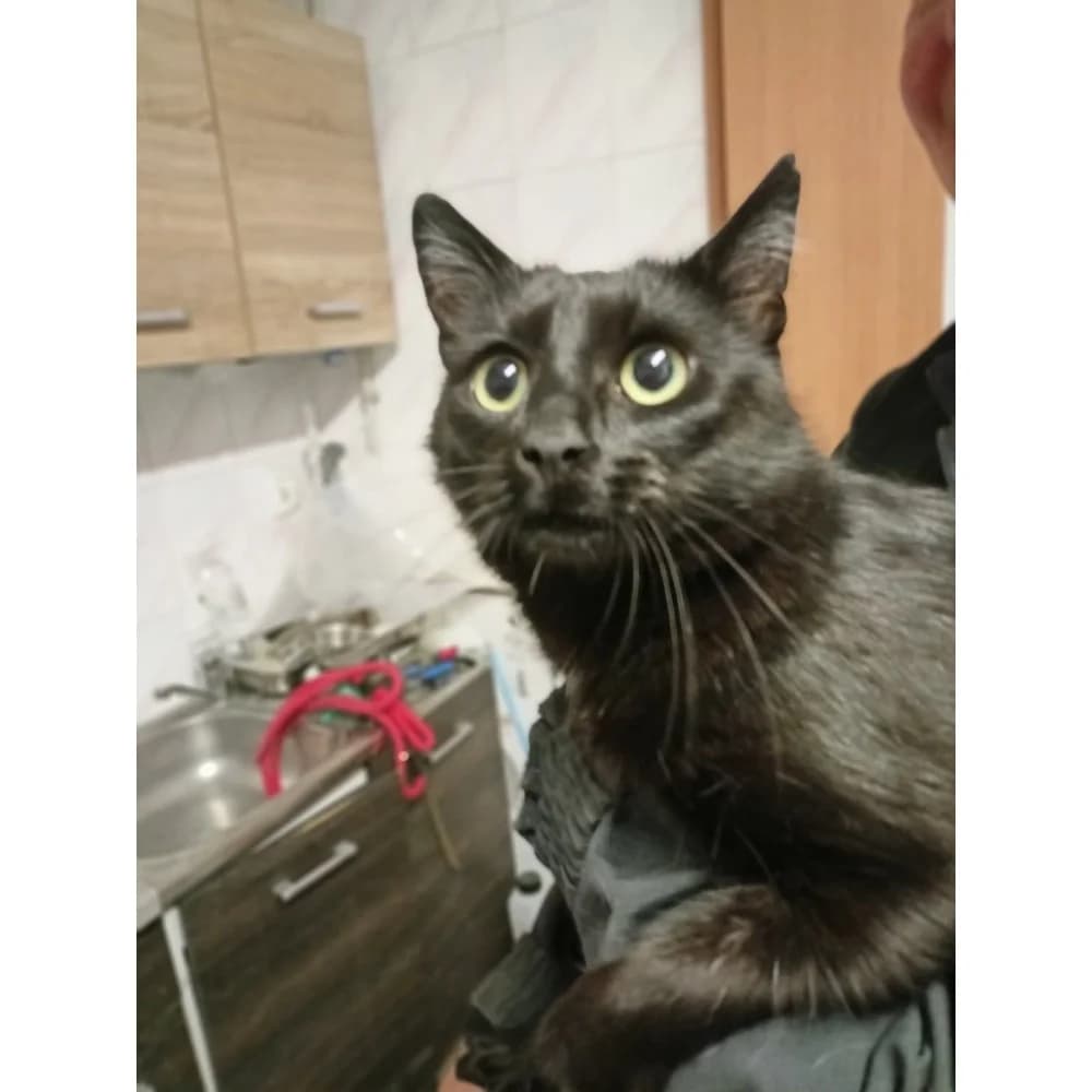 Salem, female senior Mixed Breed for adoption at Schronisko Bialystok, Białystok