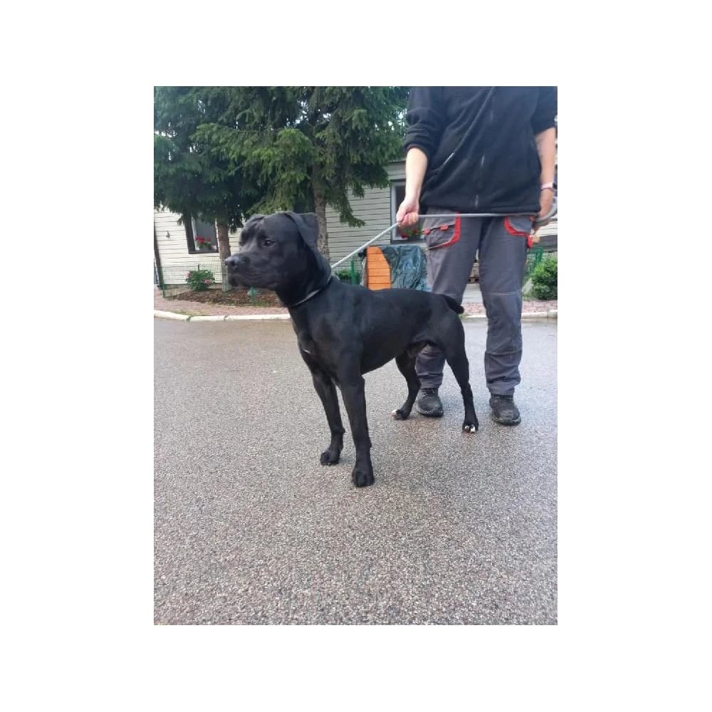 Hades, male senior Mixed Breed for adoption at Schronisko Bialystok, Białystok